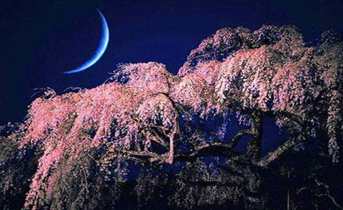 樱花之月.jpg