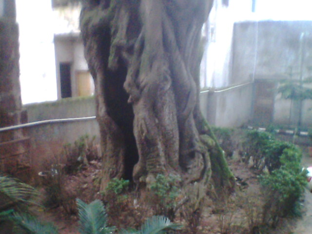 IMG0508A.jpg