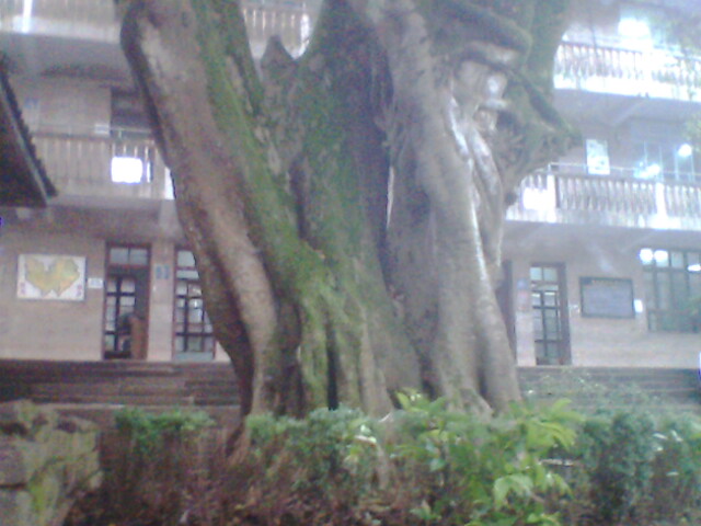 IMG0511A.jpg