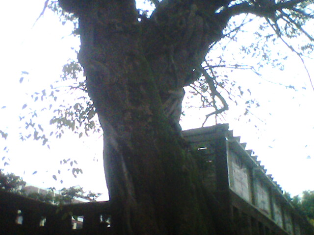 IMG0510A.jpg