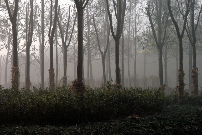 森林城市在雾中开始.JPG