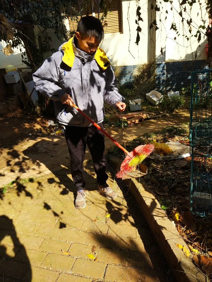 收集落叶
