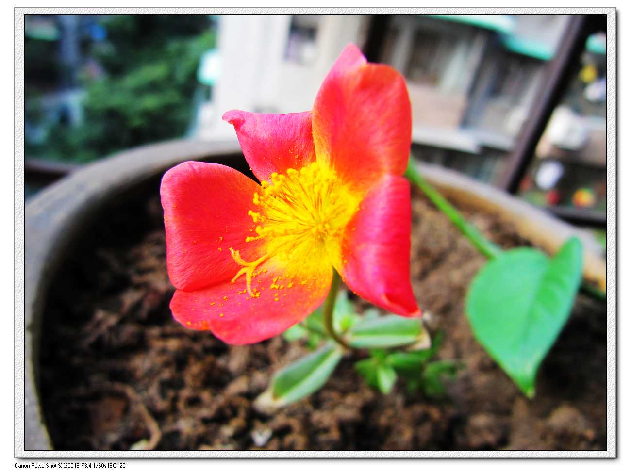 自家阳台上种的