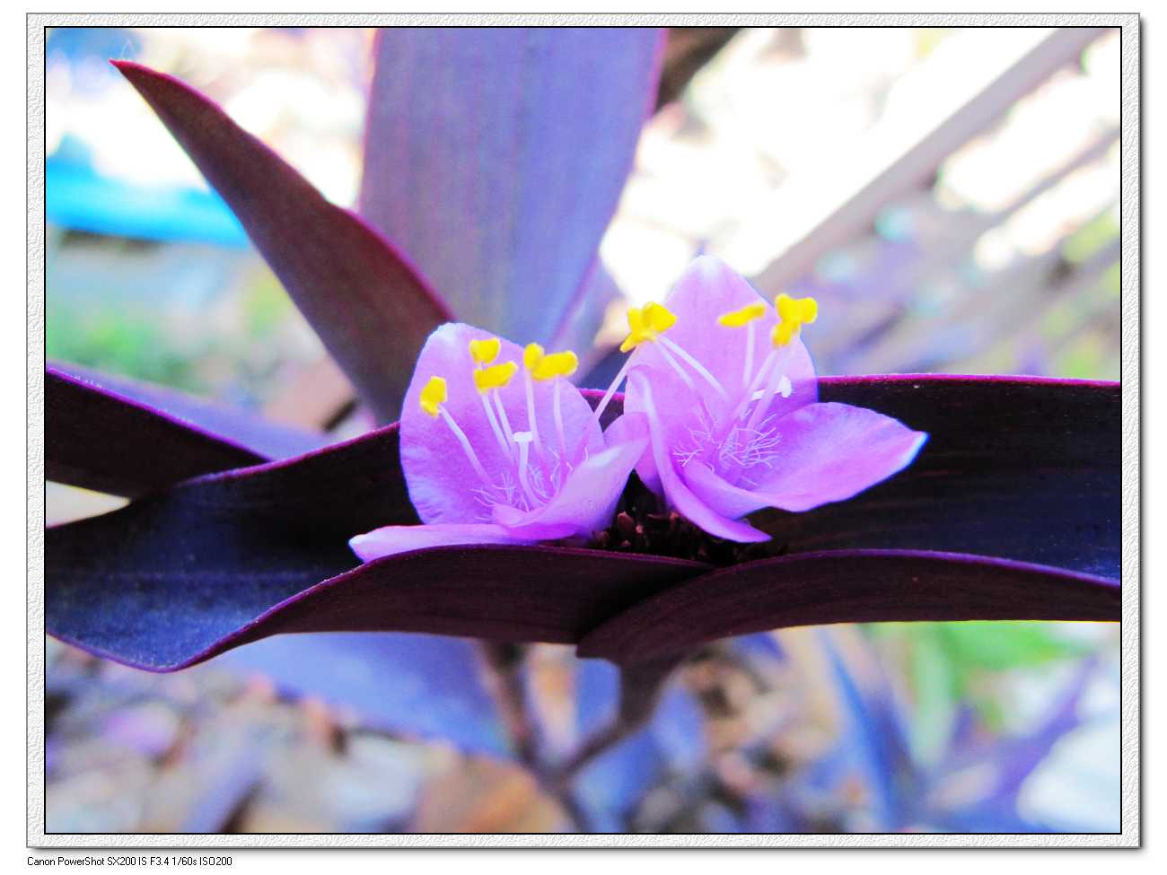 自家阳台上种的