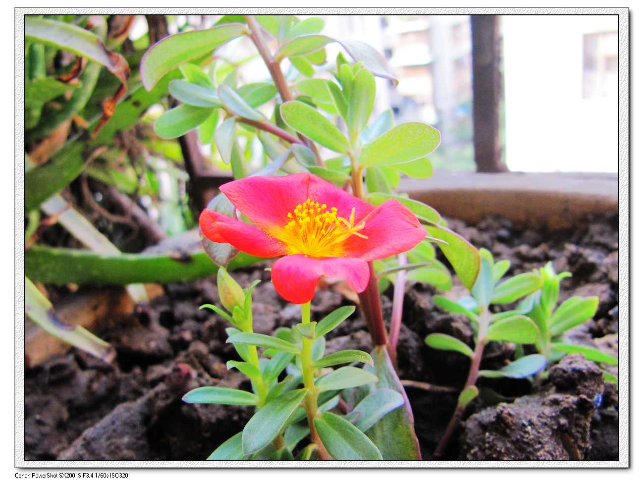 自家阳台上种的